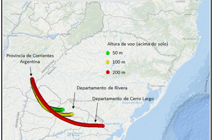  Nuvem de gafanhotos permanece na Argentina e deve seguir para o Uruguai