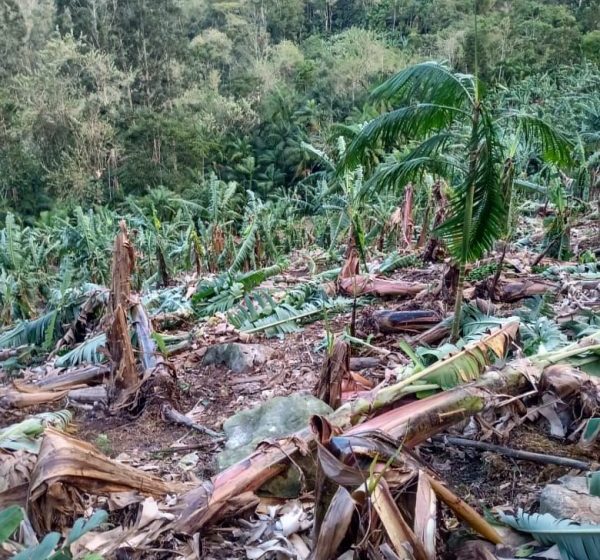  Levantamento preliminar aponta prejuízo superior a R$ 66 milhões na Agricultura corupaense