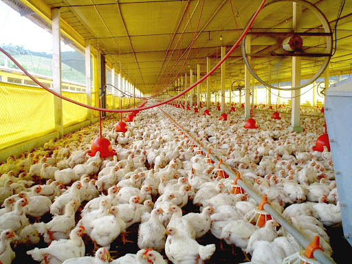  Santa Catarina retoma crescimento nas exportações de carne de frango