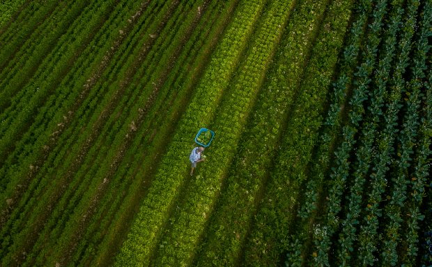  Santa Catarina alcança o maior valor de produção agropecuária da história