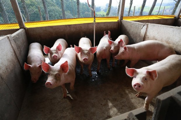  Santa Catarina bate recorde nas exportações de carne suína em setembro