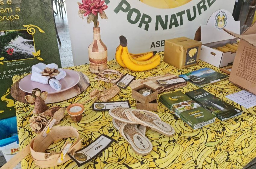  Região de Corupá recebe Plano de Marketing e Plano de Controle e Proteção da Denominação de Origem da Banana